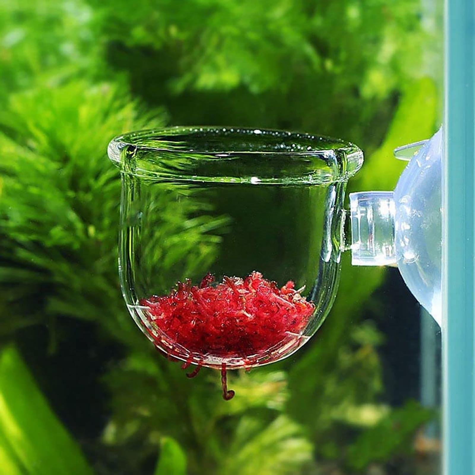 Aquarium Planted Seeds - Vaso de vidro para plantas de