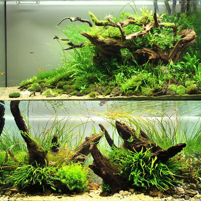 Planted Aquarium With Driftwood - Natural flftwood aquário musgo forma de