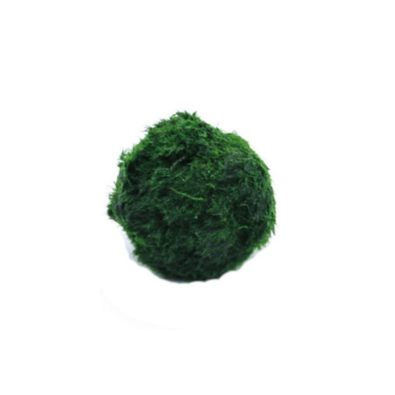 Planted Aquarium Moss - Marimo musgo bolas ao vivo aquário