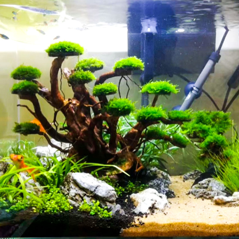Aquarium Planted Wood - Decoração para Aquário: Ornamento de Raiz