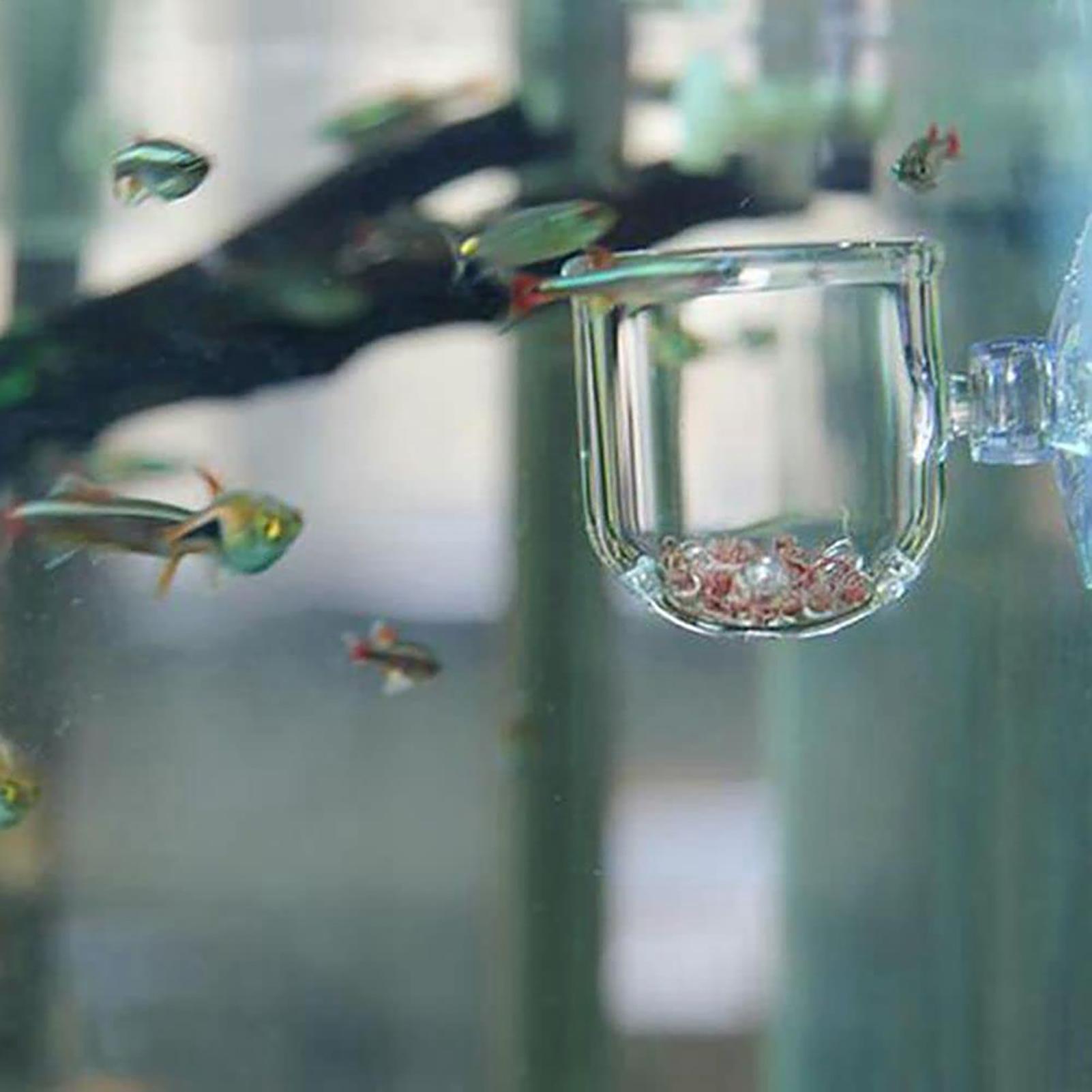 Vaso de vidro para plantas de  - Aquarium Planted Seeds avaliação e preço