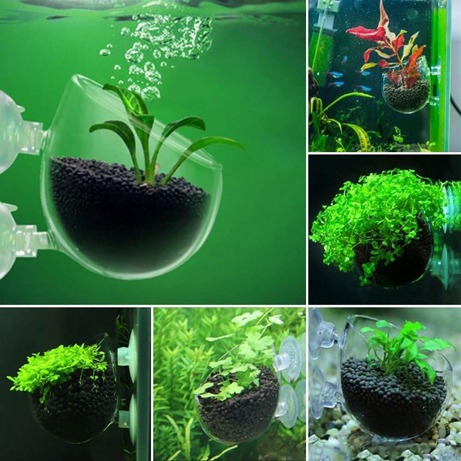 Vaso de vidro para plantas de  - Aquarium Planted Seeds avaliação e preço