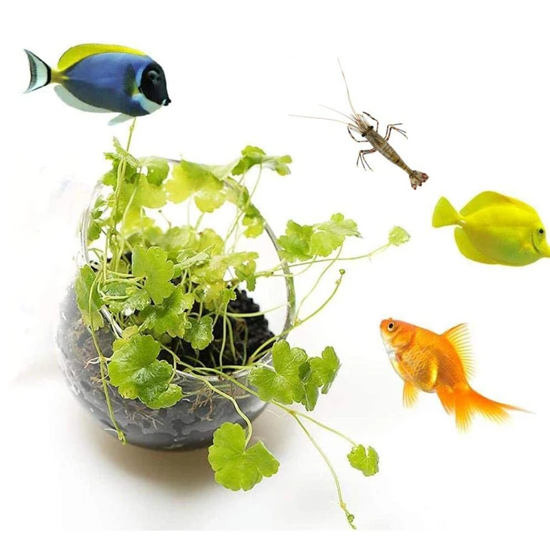 Novo vaso de plantas de aquári - Aquarium Planted Seeds avaliação e preço