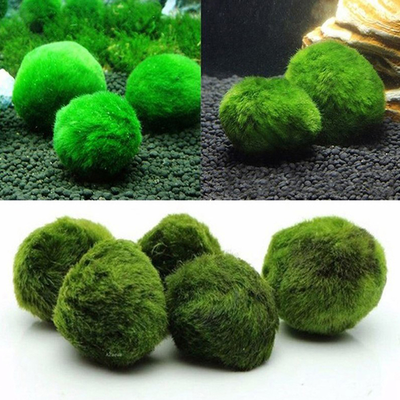 Marimo musgo bolas ao vivo aqu - Planted Aquarium Moss avaliação e preço