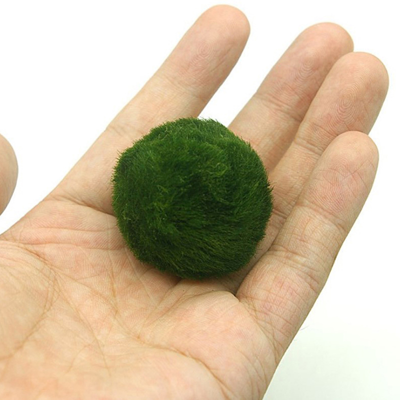 Marimo musgo bolas ao vivo aqu - Planted Aquarium Moss avaliação e preço
