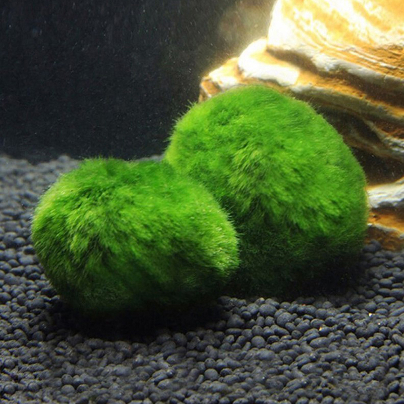 Marimo musgo bolas ao vivo aqu - Planted Aquarium Moss avaliação e preço