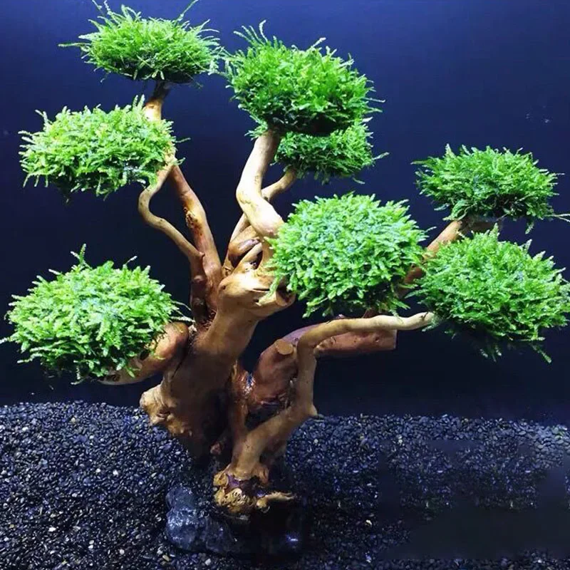 Decoração para Aquário: Árvore - Planted Aquarium With Driftwood avaliação e preço