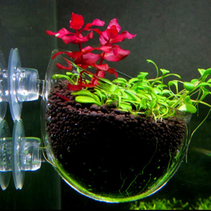 Aquário Pendurado Vaso De Plan - Planted Aquarium Moss avaliação e preço