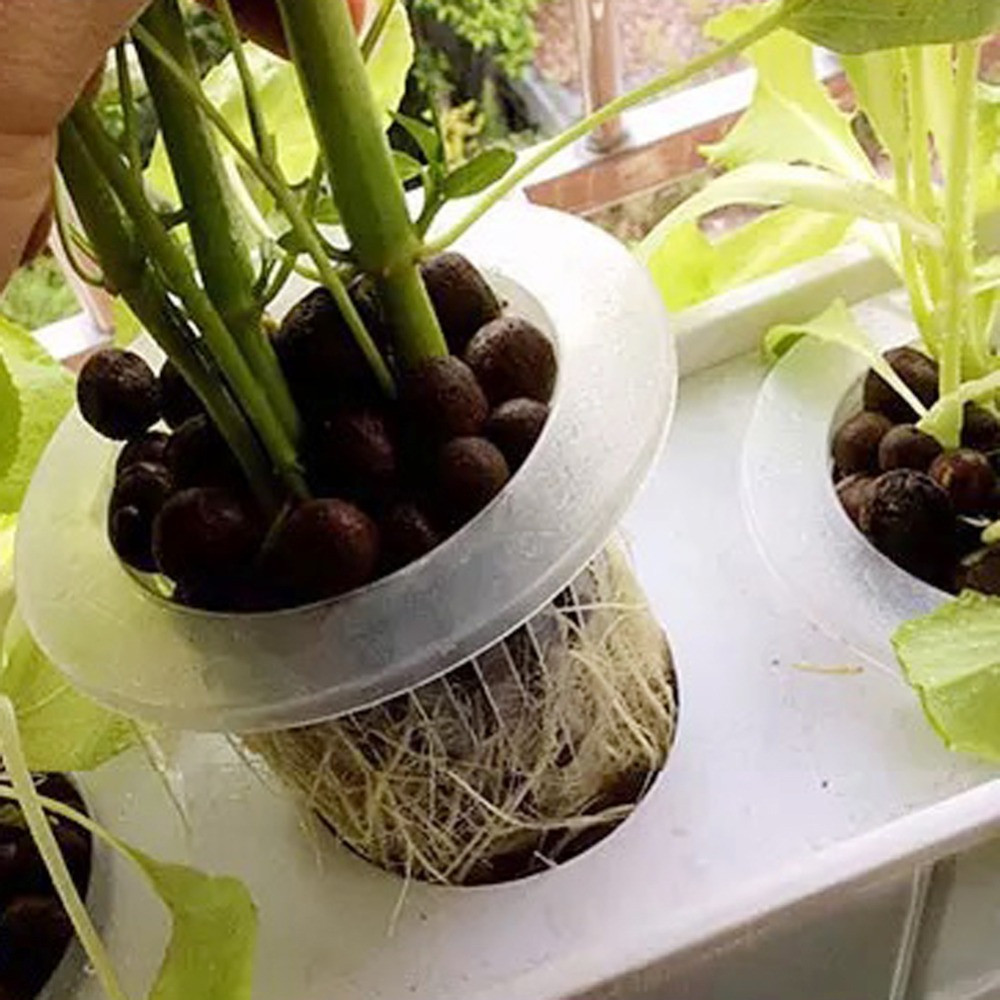 10/50 pçs durável plantio aquá - Aquarium Planted Seeds avaliação e preço